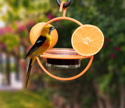 Oriole Hanging Bird Feeder with Clear Bowl, Orange